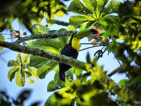 Look Up! Look Out for Toucans | Belize