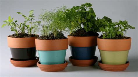 Plant these herbs during Tucson's cool season