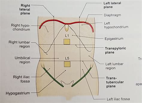 Abdominal Anatomy Quadrants