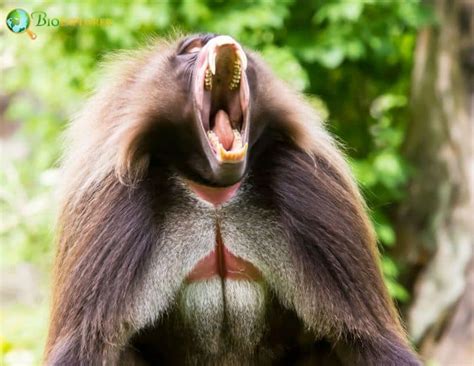 Gelada Characteristics | Theropithecus Gelada Facts | BioExplorer