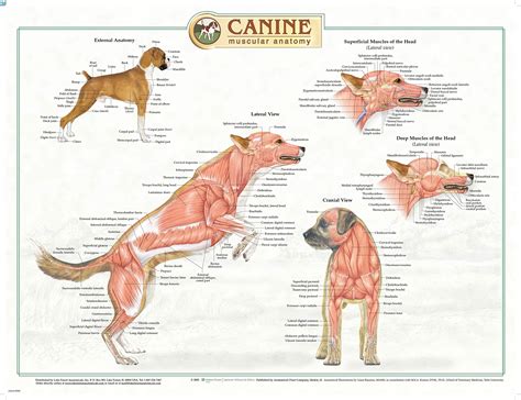 Canine Muscular Anatomy Chart Poster Laminated | ubicaciondepersonas ...