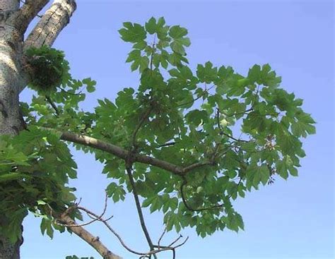 Chinese parasol tree | plant | Britannica.com