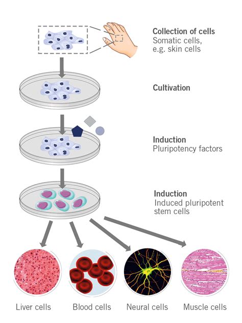 The beginnings of stem cell therapy in 1958