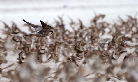 Peregrine Falcon Hunting Shorebirds | BirdNote