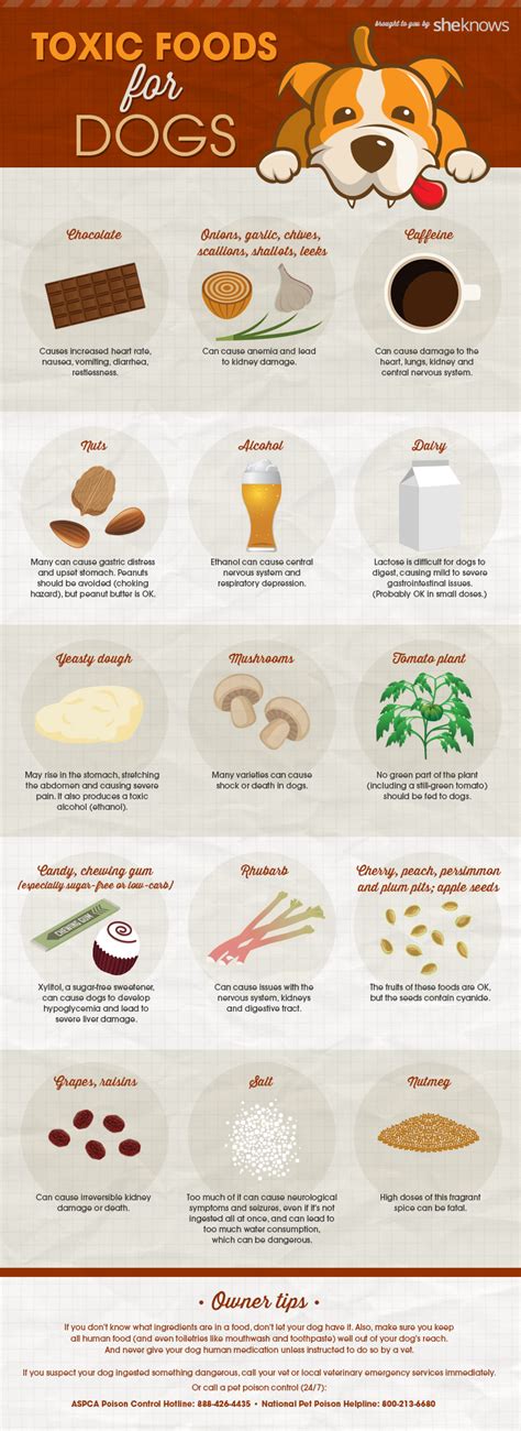 What Foods Are Harmful To Dogs