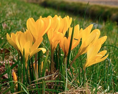 Crocus 'Yellow' bulbs — Buy online at Farmer Gracy UK