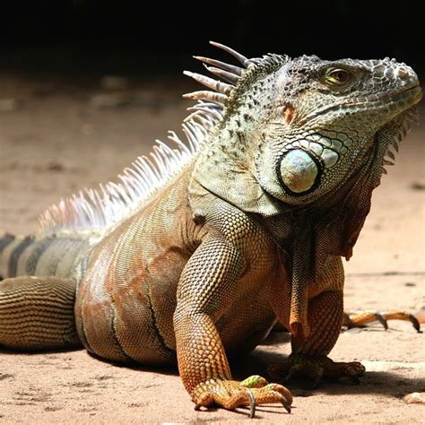 How to Set Up Your First Pet Iguana Habitat | TheGearHunt