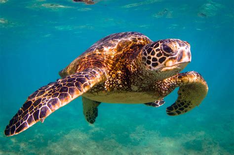 Save Sea Turtles - How To Help Animals Blog