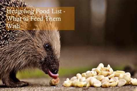 Hedgehog Food List: Healthy Meals | Hedgehog Care 101