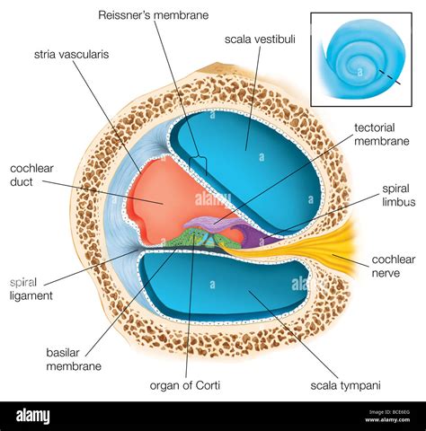 A cross section through one of the turns of the cochlea showing the ...