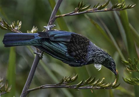 The Tui Bird (New Zealand) | Peter Barrien Photography