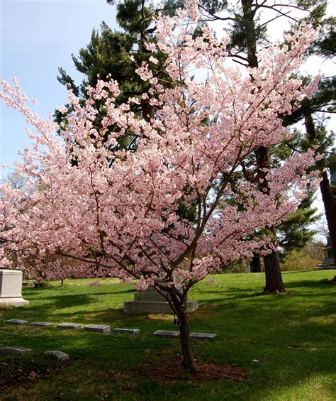 Prunus 'Accolade' (d) - Big Heart Tree Care