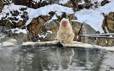 Japan’s snow monkeys are just as photogenic in the off-season | Stars ...