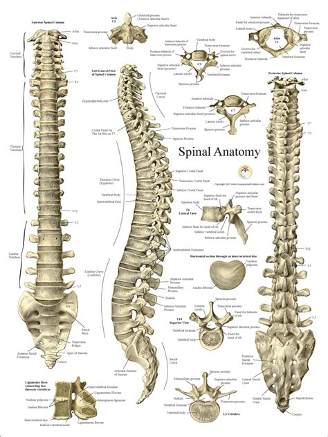 Spinal Cord Vertebrae Anatomy | Images and Photos finder