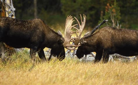 Yellowstone's Photo Collection