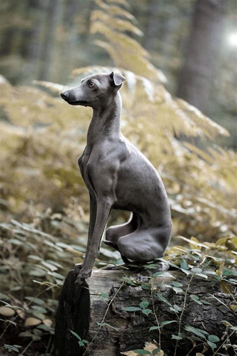 italienisches Windspiel italian Greyhound Whippet Puppies, Dachshund ...