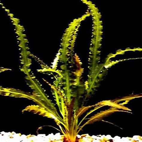 Aponogeton Ulvaceus Aquarium Plants Bulb | Arizona Aquatic Gardens