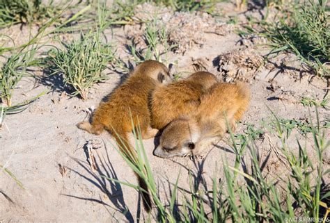 Sleeping Meerkat Babies | Will Burrard-Lucas