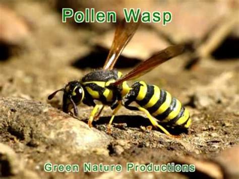 Pollen Wasp - YouTube