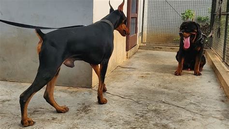 Doberman Vs Rottweiler Fight