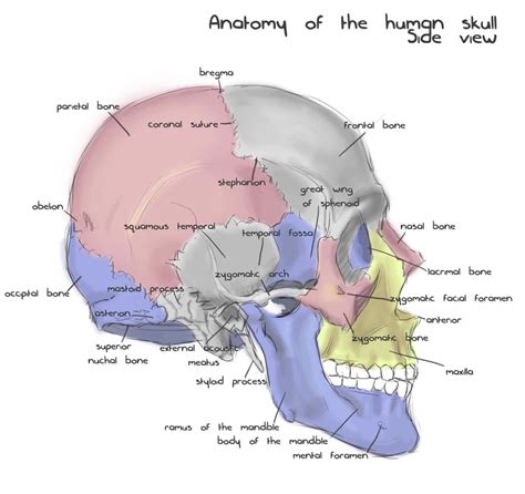 [DIAGRAM] Blank Diagram Of Human Skull - MYDIAGRAM.ONLINE