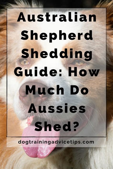 Australian Shepherd Shedding Guide: How Much Do Aussies Shed? - Dog ...