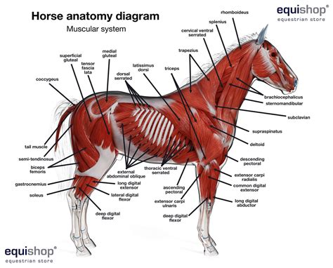 reembolso Goneryl Pesimista horse anatomy drawing Atticus Preludio espectro