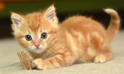 10 Most Popular Cute Cat Desktop Wallpaper FULL HD 1920×1080 For PC ...