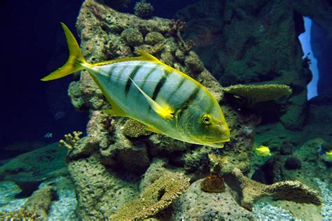 Golden trevally (Gnathanodon speciosus) in aquarium