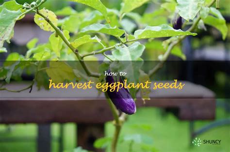 Harvesting Eggplant Seeds: A Step-By-Step Guide | ShunCy