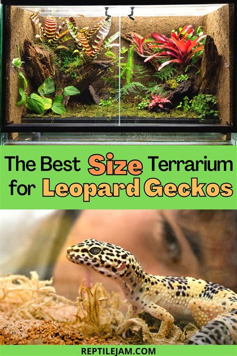 Best Sized Tank for Your Leopard Gecko | Leopard gecko, Gecko, Leopard ...