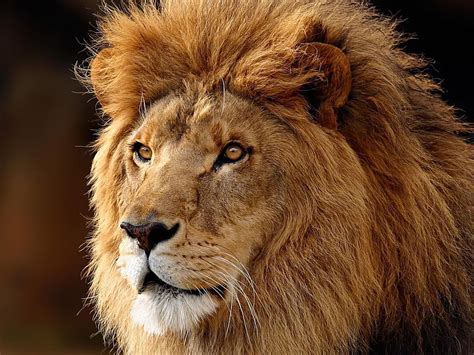 African Lion Pride For Iphone HD wallpaper | Pxfuel