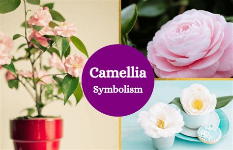 Camellia Flower – Meaning and Symbolism - Symbol Sage