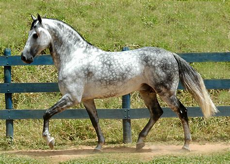 Light Dapple Grey Horse