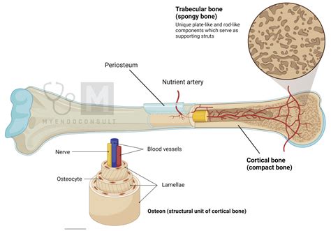 Cortical Versus Trabecular Bone - My Endo Consult