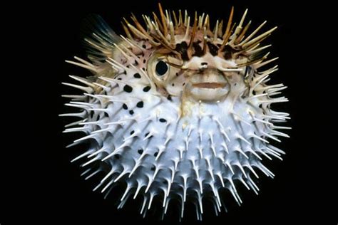 Species Spotlight: Puffer Fish | ReefCI