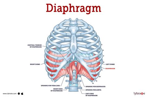 Diaphragm (Human Anatomy): Image, Function, Diseases, And Treatments