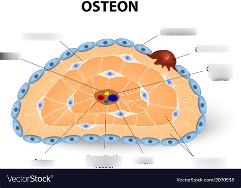 Osteon Structure Diagram | Quizlet