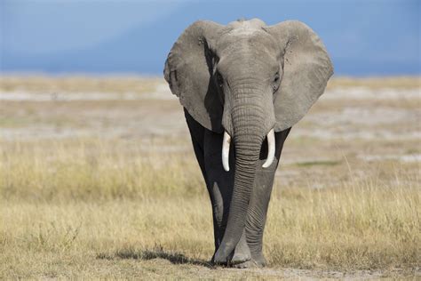 Elephants: What Makes Them So Unique?