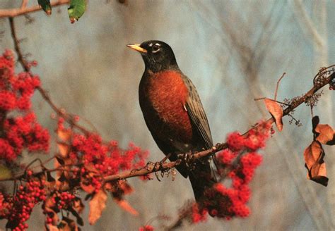 Robin | Migration, Diet & Habitat | Britannica