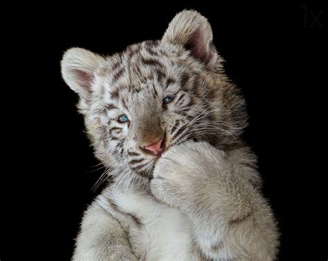 Cute White Tiger Cub, HD Animals, 4k Wallpapers, Images, Backgrounds ...