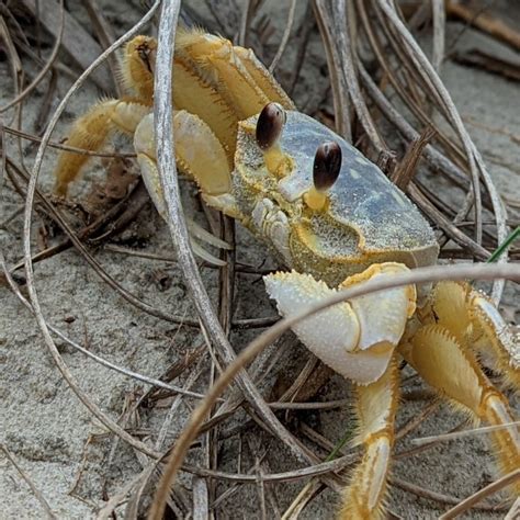 Ocracoke and Cape Hatteras Camping – EPate