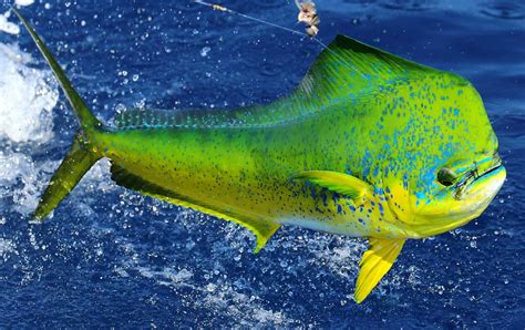 What Is Mahi-Mahi?