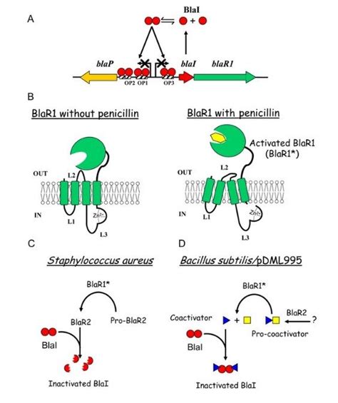 Beta-Lactamase and Microbial Antibiotic Resistance