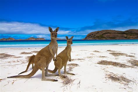 Why are there no kangaroos in Asia? - Australian Geographic