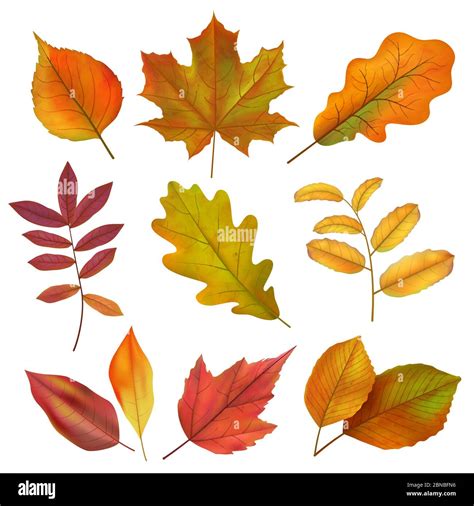 Autumn leaves. Realistic yellow and red fall leaf. Isolates vector set ...