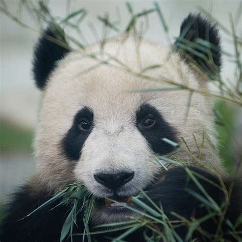 Finally Some Good News! China Says Giant Pandas Are No Longer ...