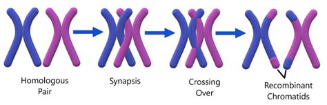 Meiosis: MCAT — Medistudents