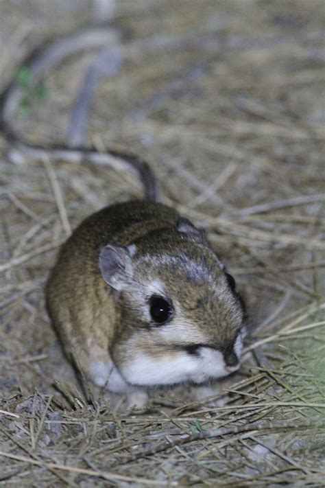 Giant Kangaroo Rats: Little Drummers of the Carrizo Plain - The Santa ...