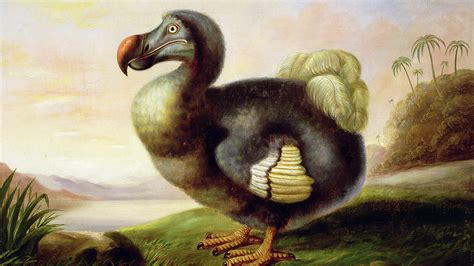 Why The Dodo Went Extinct